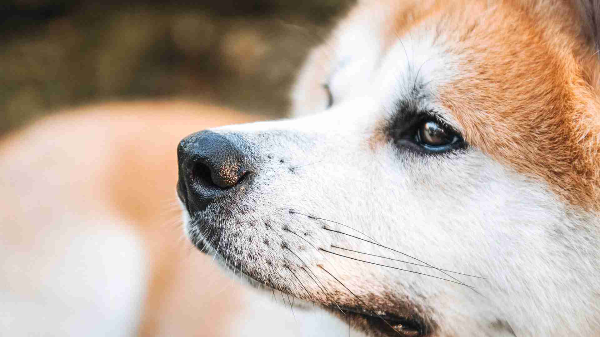 perro con cataratas en un ojo